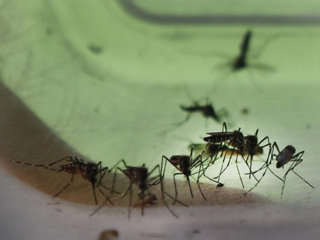 Não-Me-Toque confirma o 1° caso de dengue de 2022