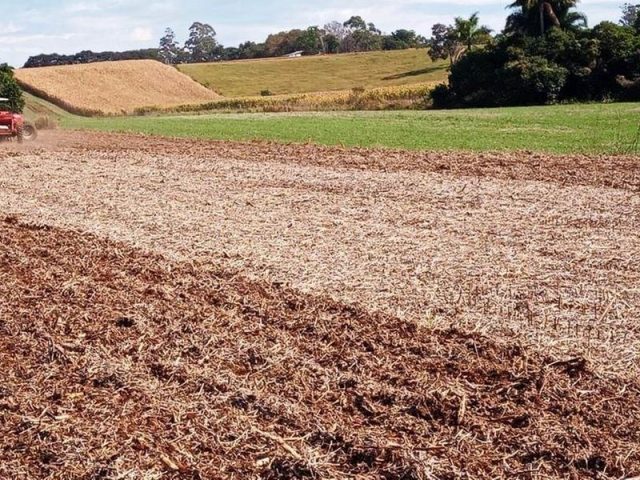 Cultivo do trigo vai crescer 10% neste inverno no RS