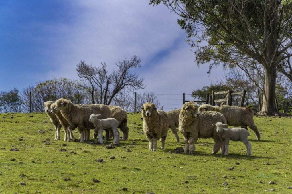 Expointer 2021: mercado aquecido faz ovinos superarem inscritos da edição 2019