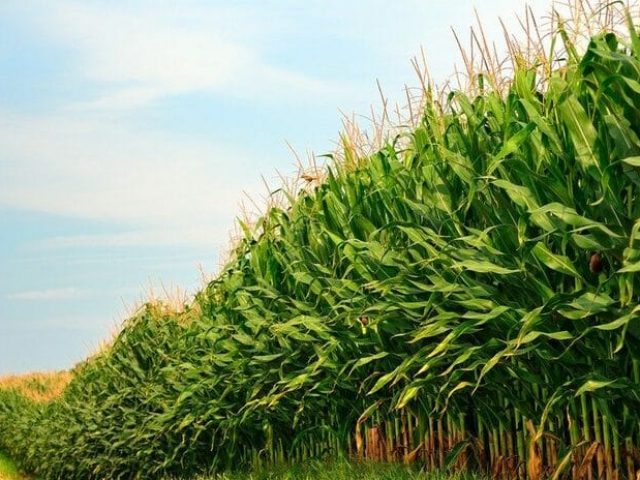 Expointer 2021: Produção de milho deve aumentar cerca de 40% no Estado