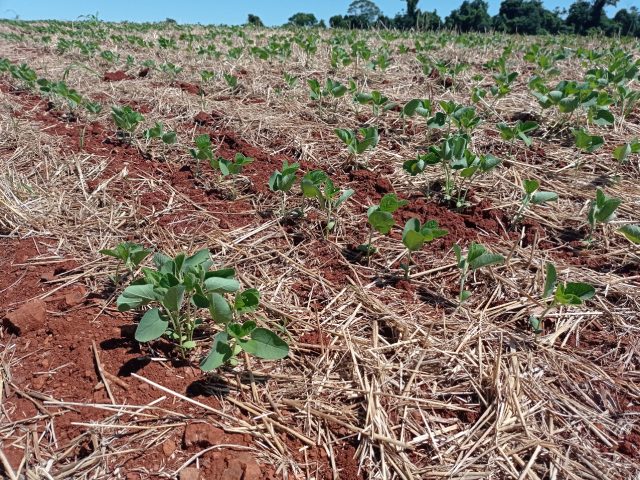 Clima dificulta avanço na semeadura da soja que chega a 93% no Estado