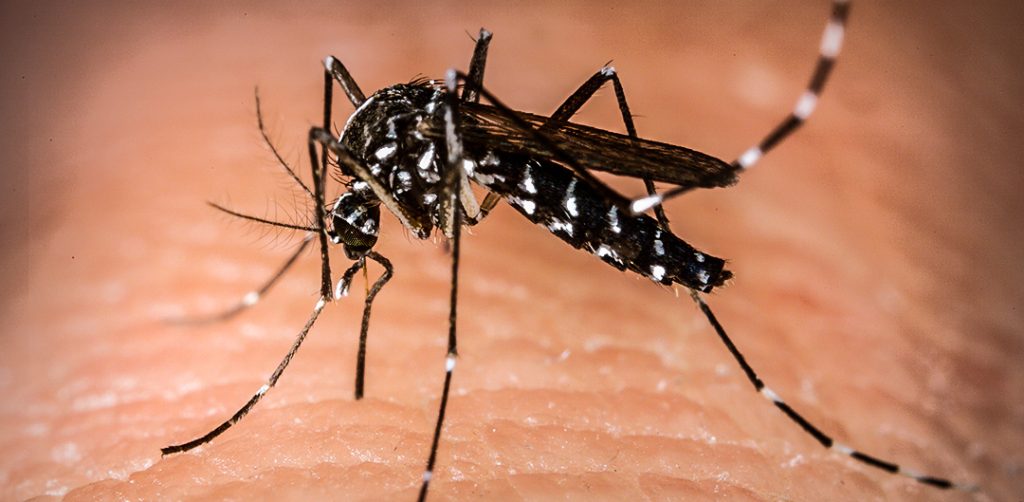 Não-Me-Toque registra 17 casos de dengue