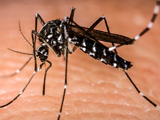 Não-Me-Toque registra 17 casos de dengue