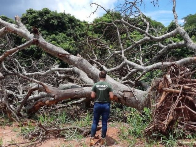 Brasil ficará sem referências sobre dados de desmatamento no Cerrado a partir de abril