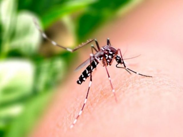 Primeiro óbito do ano por dengue alerta para necessidade de prevenção contra o Aedes aegypti