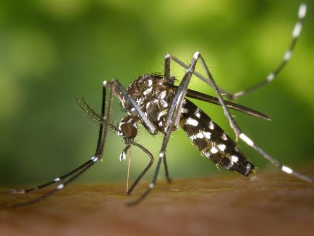 Mais três óbitos por dengue são confirmados no Rio Grande do Sul