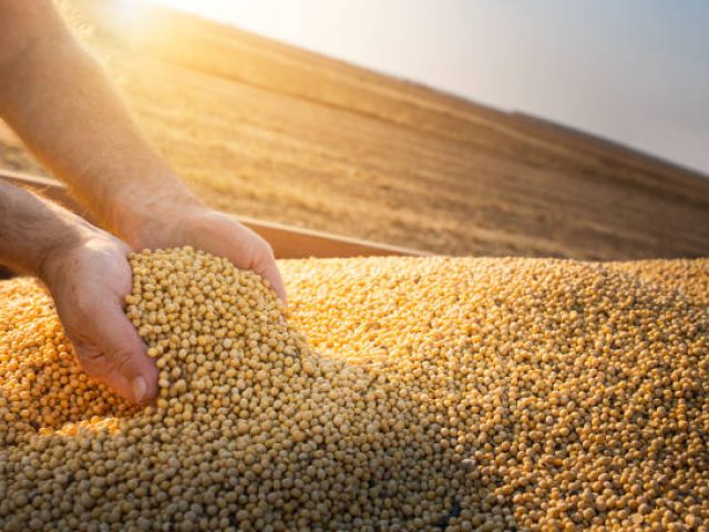 Cotações e Mercado: previsão de chuva para esta semana preocupa colheita de soja