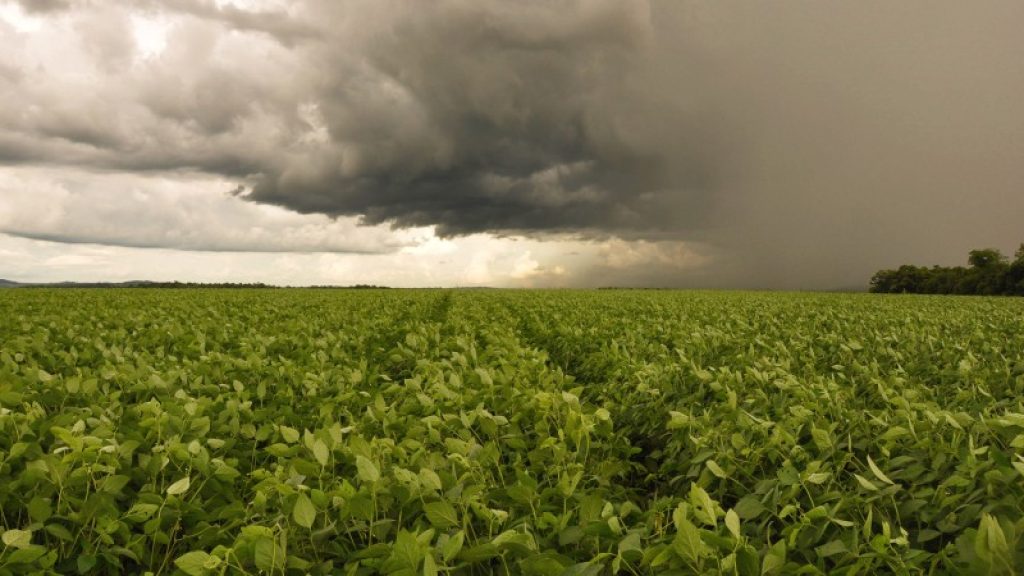 Chuvas atrapalham semeadura das culturas de inverno no Rio Grande do Sul