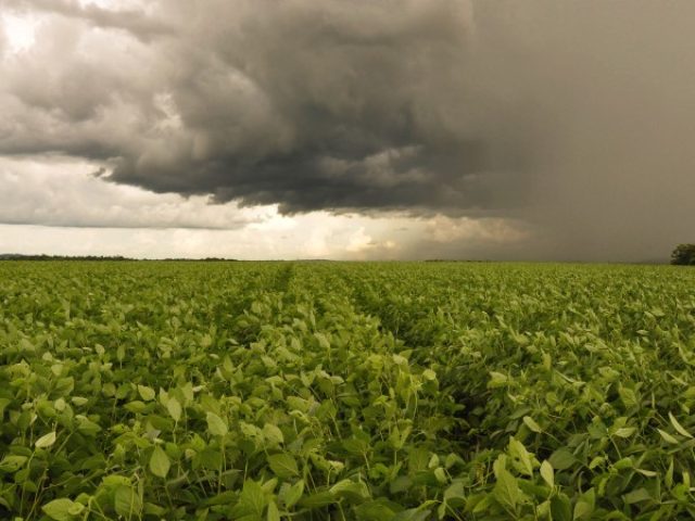 Chuvas atrapalham semeadura das culturas de inverno no Rio Grande do Sul